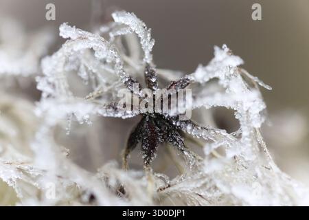 Extreme macro shot of frosty dried seed head on a plant in winter Stock Photo