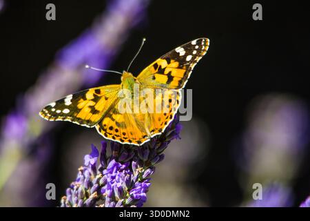 Painted Lady butterfly sitting on lavender blossom, Bavaria, Germany Stock Photo