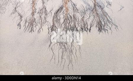 Abstract cracks and lines on sand top view, cracked sandy texture, creative art background, grunge pattern, aged surface, dry arid ground, tree branch Stock Photo