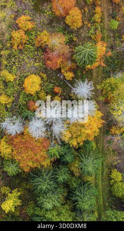 Autumn forest in the Black Forest. Drone photo of trees in colorful autumn leaves and conifers, some have dry branches. Titisee-Neustadt, Baden-Wuertt Stock Photo