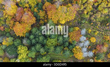 Autumn forest in the Black Forest. Drone photo of trees in colorful autumn leaves and conifers, some have dry branches. Titisee-Neustadt, Baden-Wuertt Stock Photo