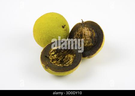 Two walnuts, one whole and one cut in half, on a white background, black walnut (Juglans nigra), black walnut, Ilsede, Lower Saxony, Germany Stock Photo