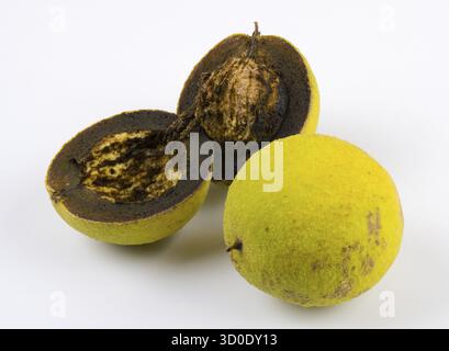 Two walnuts, one whole and one cut in half, on a white background, black walnut (Juglans nigra), black walnut, Ilsede, Lower Saxony, Germany Stock Photo