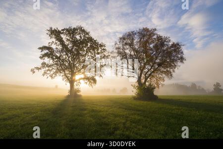 The sun shines between two trees, fog over the fields, near Fuessen, Allgaeu, Swabia, Bavaria, Germany Stock Photo