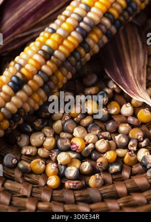 Rustic still life of colorful maize kernels and cobs arranged in a natural basket, focusing on texture, pattern, and the earthy tones Stock Photo