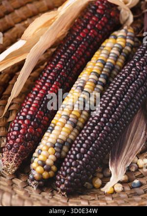 Decorative Indian corn cobs with vibrant kernels in red, yellow, and dark purple tones, perfect for fall and Thanksgiving concepts. Stock Photo
