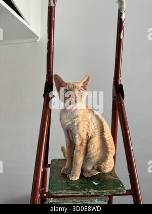 Adorable devon rex cat with apricot-colored curly fur and green eyes sitting on the top step of a rustic red stepladder against a white wall. Stock Photo