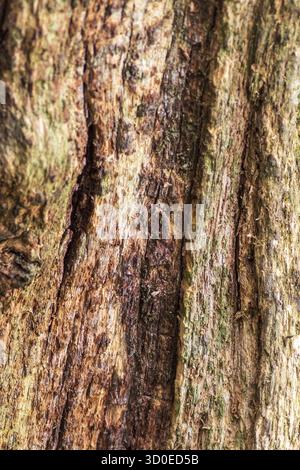 Rotting tree background and texture close-up Stock Photo