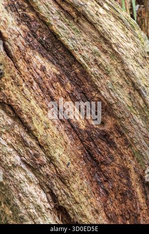 Rotting tree background and texture close-up Stock Photo