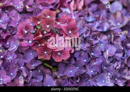 Hydrangea deep purple in full flower close up Stock Photo