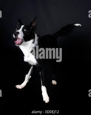 puppy border collie in front of white background Stock Photo