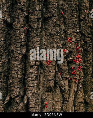 Close-up of textured tree bark with clusters of small bright red insects creating a vivid contrast against the dark rough surface Stock Photo