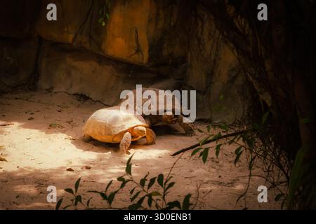 Two tortoises resting on sandy ground in a shaded area surrounded by rocks and plants, illuminated by soft natural light Stock Photo