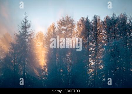 Misty winter forest with sunlight streaming through trees at sunrise Stock Photo