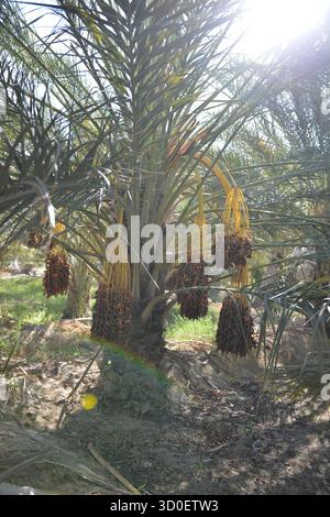 Bunches of ripe dates hanging on palm tree Stock Photo
