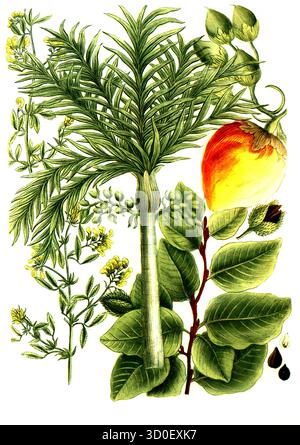 a. Fagus fau, beech, b. Falcata sylvestris, betel nut palm, c. Falcata altera, Faufel syn areca vel pinang, areca palm, historical, digitally restored Stock Photo