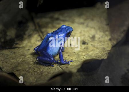 A small Blue frog sitting on a leaf Stock Photo