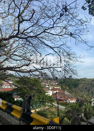 Dozens of silver langurs perch on the branches of a leafless tree. Rooftops of houses are visible in the background. Kuala Selangor, Malaysia. Stock Photo