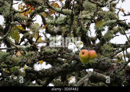 Three ripe apples on a old tree covered with lichen Stock Photo