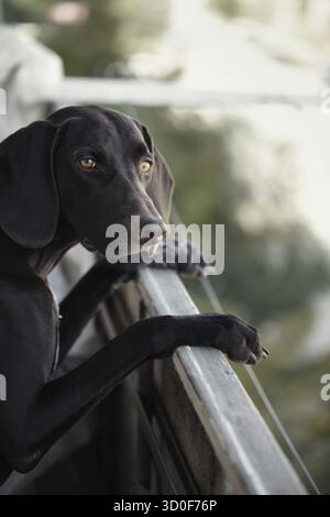 German short-haired pointer stands at the balcony and observes Stock Photo