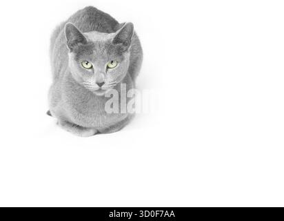 Russian blue cat laying on a white background Stock Photo