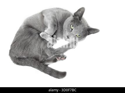 Russian blue cat laying on a white background Stock Photo
