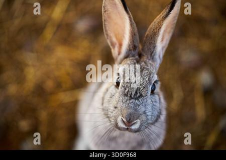 Portrait of grey rabbit looking directly at camera with upright ears and alert expression, standing on natural straw background, capturing detailed facial features and fur texture Stock Photo