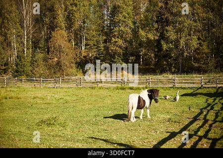 Small pony standing on grassy field near wooden fence with two geese resting on ground, surrounded by tall trees in background, sunlight casting shadows across rural landscape Stock Photo