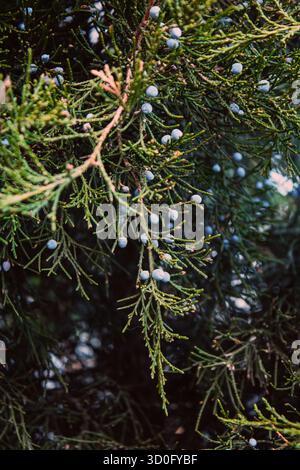 Close-Up Of Juniper Berries Growing On Tree. Juniper branch with blue and green berries growing outside. Stock Photo