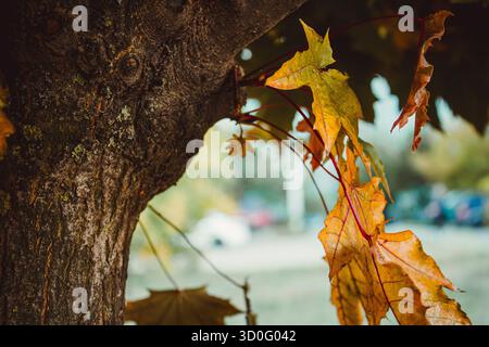 Tree crown with young leaves growing from a tree. Autumn leaves of maple trees. Natural autumn background. Autumnal fall background. Autumn leaves Stock Photo