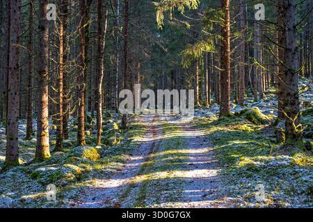 Forest road in a spruce forest with frost on the ground Stock Photo