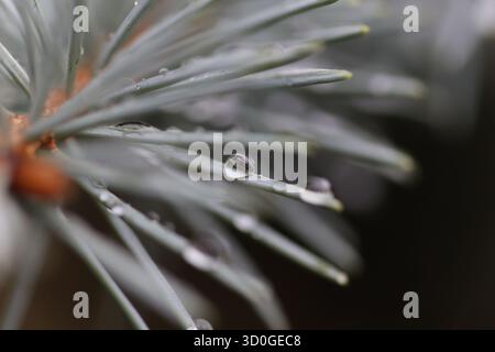 Macro show of water droplets on blue spruce conifer needles Stock Photo