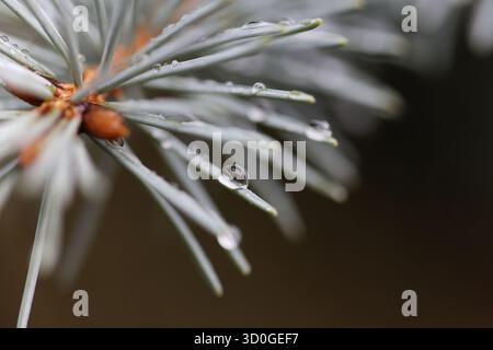 Macro show of water droplets on blue spruce conifer needles Stock Photo