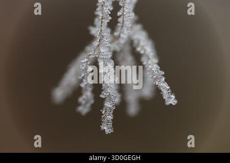 Macro shot of frost crystals on dried grass stem in winter Stock Photo