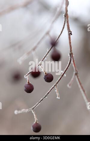 Dark winter berries covered in hoarfrost on icy branches Stock Photo