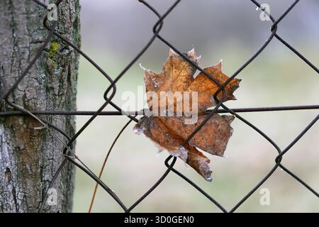 Frozen maple leaf caught in a rusty chain-link fence Stock Photo