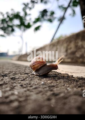 A close-up of a brown snail slowly crawling on a rough asphalt road. Stock Photo