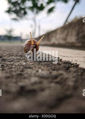 a snail walks on the asphalt beside the white line that marks the edge of the road Stock Photo