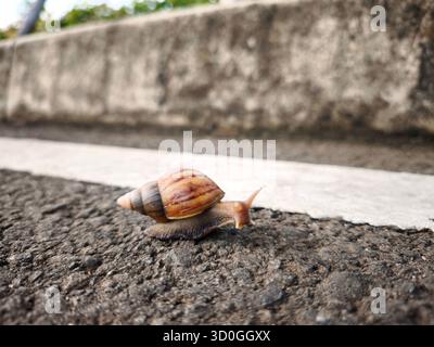 a snail walks on the asphalt beside the white line that marks the edge of the road Stock Photo