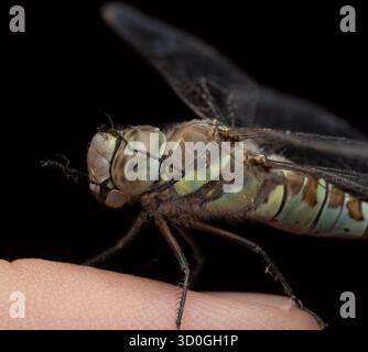 Close-up photograph of a dragonfly sitting on a human finger against a black background. The image shows large compound eyes, transparent wings Stock Photo