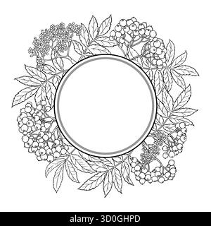 Rowan Branch with Flowers, Berries and Leaves Outline Round Frame. Vector isolated for design or decoration. Stock Vector