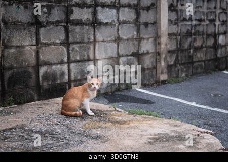 Stray orange cat sitting in grunge parking lot area Stock Photo