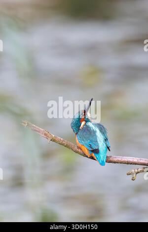 Close up side to rear view of the secretive kingfisher bird looking upwards while perched on a branch. Stock Photo
