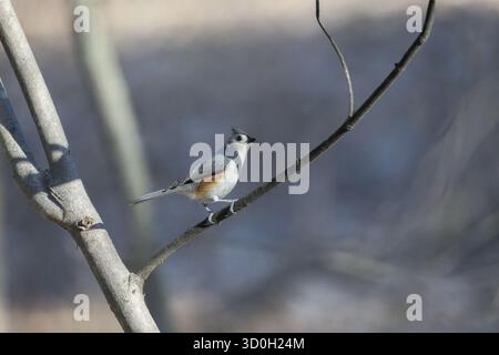 A tufted titmouse (Baeolophus bicolor) perched on a tree branch in Michigan, USA in the springtime. Stock Photo
