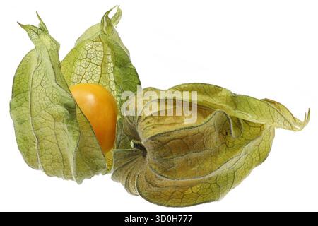 physalis fruits isolated on white background Stock Photo