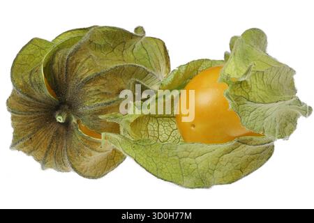 physalis fruits isolated on white background Stock Photo