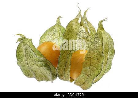 physalis fruits isolated on white background Stock Photo