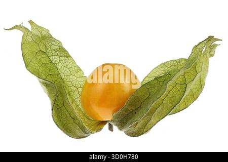 physalis fruit isolated on white background Stock Photo