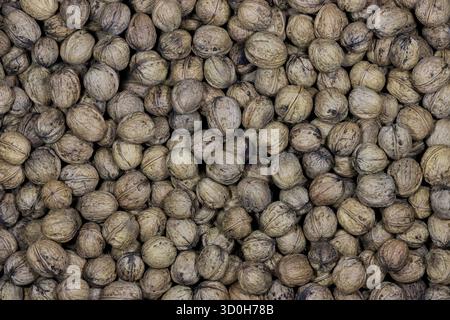 freshly harvested walnuts for background use Stock Photo