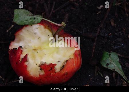 A bite-marked red apple on the ground. Stock Photo
